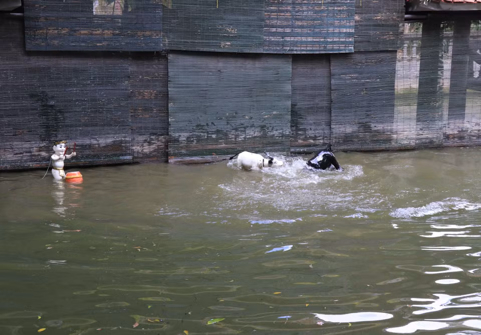 El combate de búfalos interpretado por los artistas de Dong Ngu. (Foto: VNA)