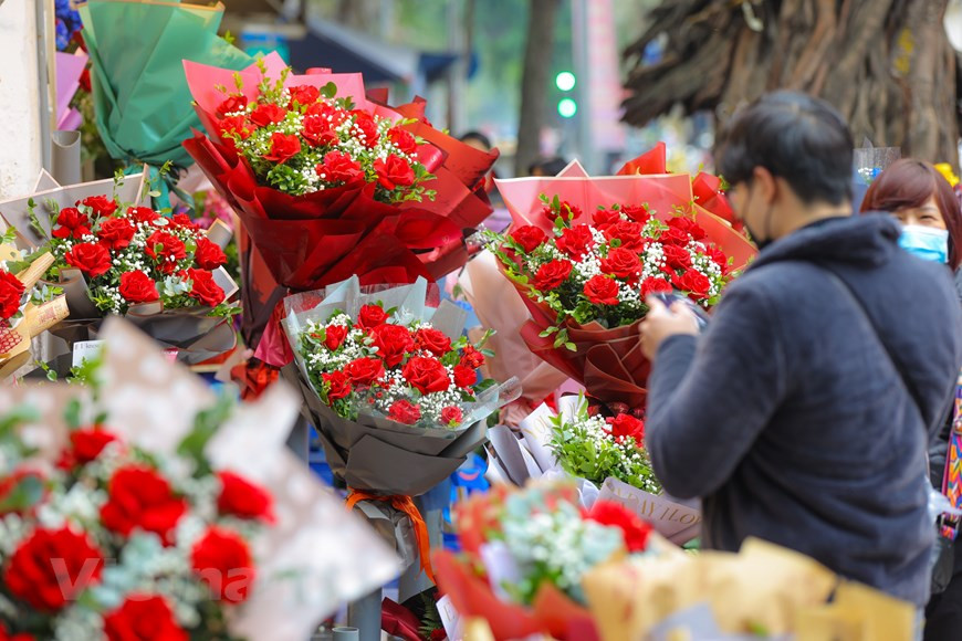 Las rosas siguen siendo la flor elegida por muchos hombres para comprar a su amante en esta ocasión. El precio de las rosas de Da Lat, conocida como ciudad de las flores de Vietnam, aumenta dos o tres veces al acercarse el Día de San Valentín (14 de febrero). En estos días, los cultivadores de varias aldeas de flores de la ciudad de Da Lat, provincia altiplana de Lam Dong, están ocupados en la cosecha de rosas para distribuirlas en Ciudad Ho Chi Minh, Hanoi y algunas provincias sureñas. El precio de venta mayorista en los jardines se triplica y oscila de cuatro mil a seis mil dongs (un dólar equivalen a 23 mil dongs) por una rama. (Foto: PV/Vietnam+) 