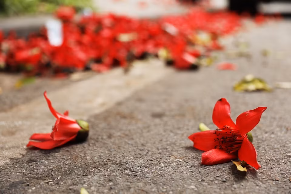  La aparición de las flores de la ceiba marca también el indicio de que los días fríos están a punto de cesar y se acerca el verano. (Foto: VNA)