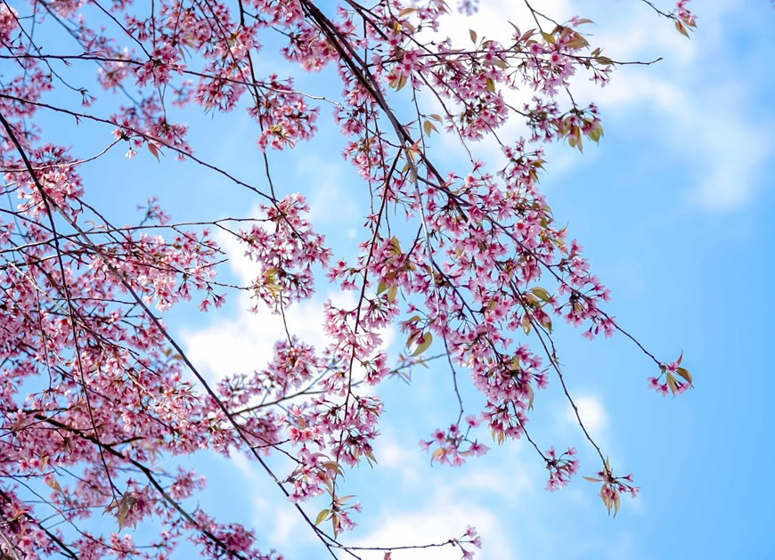 Las flores brotan bajo el cielo. (Foto: VNA)