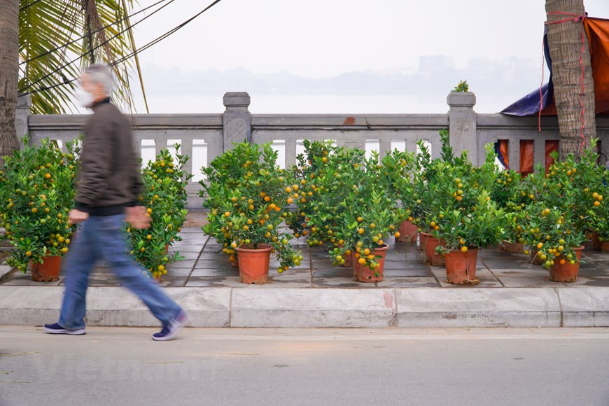 El lugar donde se pueden contemplar diferentes tipos de flores y plantas ornamentales durante el Tet es la calle de Lac Long Quan (en el distrito de Tay Ho). A lo largo de esta vía de más de cuatro kilómetros, las plantas ornamentales cubren casi ambas aceras. Aunque el precio de venta de las ramas de durazno y los kumquats en este momento ha disminuido bastante en comparación con años anteriores, el número de compradores sigue siendo insignificante. (Foto: Minh Hieu/Vietnam+) 