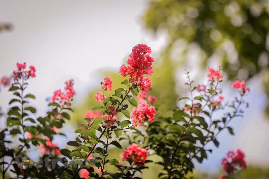 Como pierde todas sus hojas durante parte del año, el mirto de crespón se clasifica en botánica como un arbusto de flores caducifolias. La especie lagerstroemia indica a menudo se cruza con otros miembros del género laegerstroemia para producir híbridos que varían en tamaño y color de la flor. Al mirto le gusta una cantidad media de agua y prefiere suelos consistentemente húmedos donde pueda obtenerla. Sin embargo, una vez establecido, es bastante tolerante a la sequía y subsistirá en un riego profundo, hasta una profundidad de seis pulgadas aproximadamente, una o dos veces por mes. La mayoría de los árboles en este jardín, a unos 10 kilómetros de la capital milenaria de Vietnam, tienen entre 13 y 15 años. (Foto: Minh Hiếu/Vietnam+)