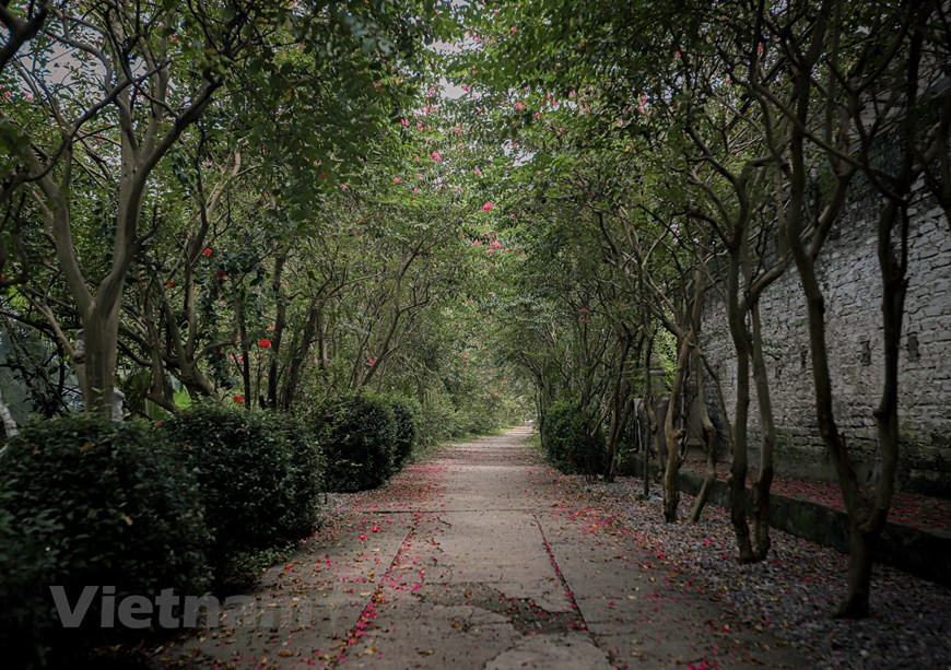 La abundancia de los mirtos de crespón en este jardín lo han convertido en un lugar interesante los fines de semana. En las horas punta, el sitio recibe a cientos de visitantes todos los días. El boleto de entrada aquí cuesta 50 mil dong vietnamita (VND) por hora. Además, el establecimiento también ofrece otros servicios como alquiler de vestuario, atrezo y vehículos como bicicletas y barcos, entre otros, con precios que van desde los 20 mil a 50 mil VND. Además, el lugar incluso tiene fotógrafos disponibles si los visitantes necesitan tomar fotos. El mirto de crespón es un arbusto de flores caducifolias. La especie lagerstroemia indica a menudo se cruza con otros miembros del género laegerstroemia para producir híbridos que varían en tamaño y color de la flor. (Foto: Minh Hieu/Vietnam+)