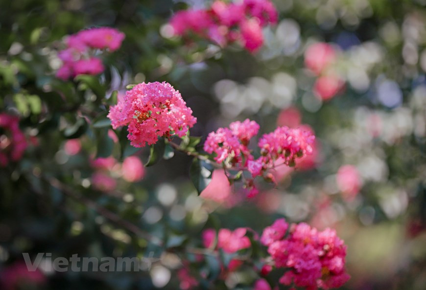 A unos diez kilómetros del corazón de Hanoi, encontramos un hermoso camino de 200 metros dentro de un jardín de flores en el distrito de Thanh Tri, que aparece bordeado por más de 100 árboles de mirtos de crespón y se ha convertido en una sensación entre los amantes del selfie. Al llegar al lugar, la fascinante vista impresiona aún más a los visitantes con lindas flores rosadas y rojas sobre un fondo verde oscuro de hojas. El mirto crespón es conocido científicamente como Lagerstroemia indica. La mayoría de los árboles en el jardín tienen entre 13 y 15 años, y son solo un poco más altos que la estatura promedio de una persona, lo cual hace que la ubicación sea una escena perfecta para tomar fotografías. (Foto: Minh Hiếu/Vietnam+)