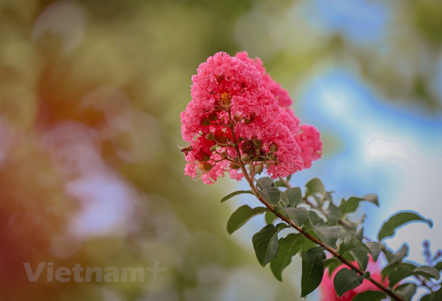Las flores de mirto crecen mucho mejor cuando tienen acceso a la humedad constante. Esto parece especialmente importante durante la época de floración, cuando una cantidad suficiente de agua dará lugar a flores brillantes y numerosas. Si sus plantas anteriormente florecieron bien y ahora no, determine lo que podría ser diferente en el paisaje. A menudo, un árbol que crece y compite por el sol y el agua puede dar como resultado una floración más ligera. Sus flores brillantes y exuberantes hacen del mirto el favorito de los jardines. Aunque es relativamente tolerante a condiciones adversas como la contaminación del aire y el suelo arcilloso, prefiere una humedad constante, especialmente cuando está en floración. (Foto: Minh Hiếu/Vietnam+)