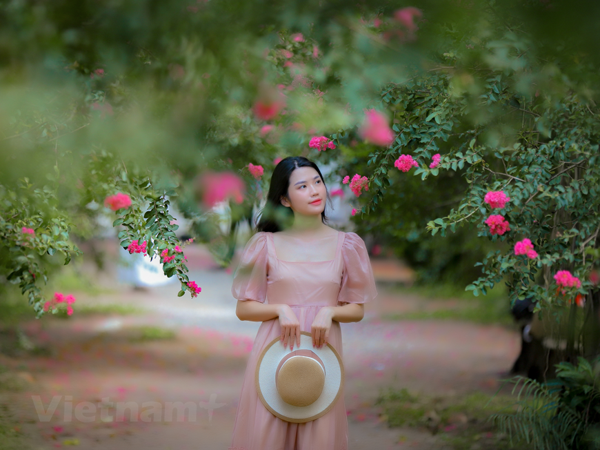 Cuando las flores comienzan a brotar en verano, el lugar se torna más vivo y colorido, mientras que en otoño las hojas amarillas y rojas cubren el suelo del jardín, confiriéndole un aspecto muy diferente. Do My Linh, una visitante del distrito de Dong Da en Hanoi, llegó al lugar con sus amigos. “Queríamos captar los primeros rayos de sol del día, lo cual haría que nuestras fotos fueran mucho más hermosas”, declaró. El camino de 200 metros se encuentra en un jardín de flores en el distrito de Thanh Tri, a unos diez kilómetros del corazón de esta capital milenaria. Está bordeado por más de 100 árboles de mirtos de crespón. (Foto: Minh Hiếu/Vietnam+)