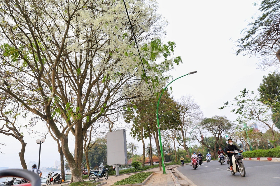 Las flores blancas en la calle de Thanh Nien. (Foto: VNA)