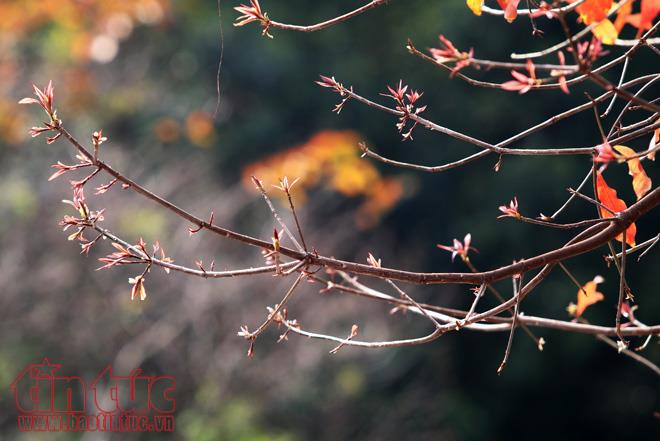 os colores rojo y amarillo de los árboles recién plantados crean una nueva imagen del clima primaveral de Hanoi. (Foto: Periódico Noticias)