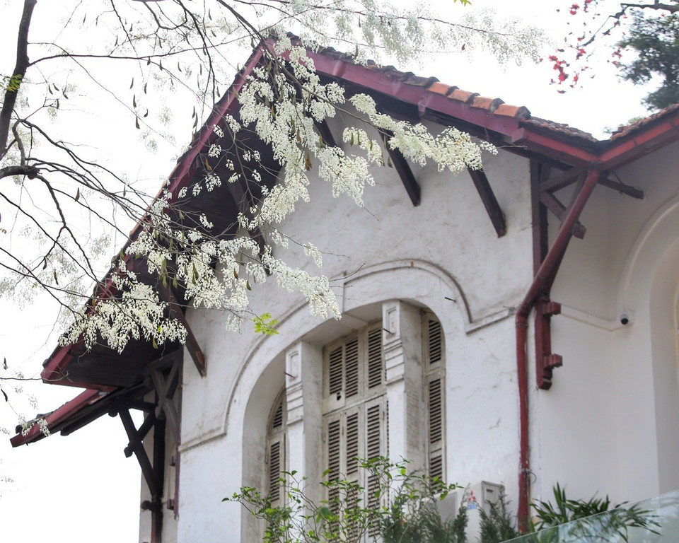  Las flores blancas crean una escena poética cada primavera. (Foto: VNA)