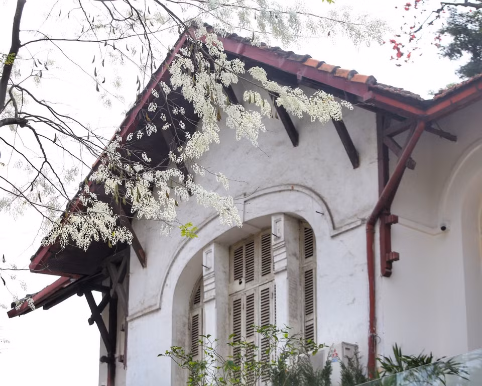  Las flores blancas crean una escena poética cada primavera. (Foto: VNA)