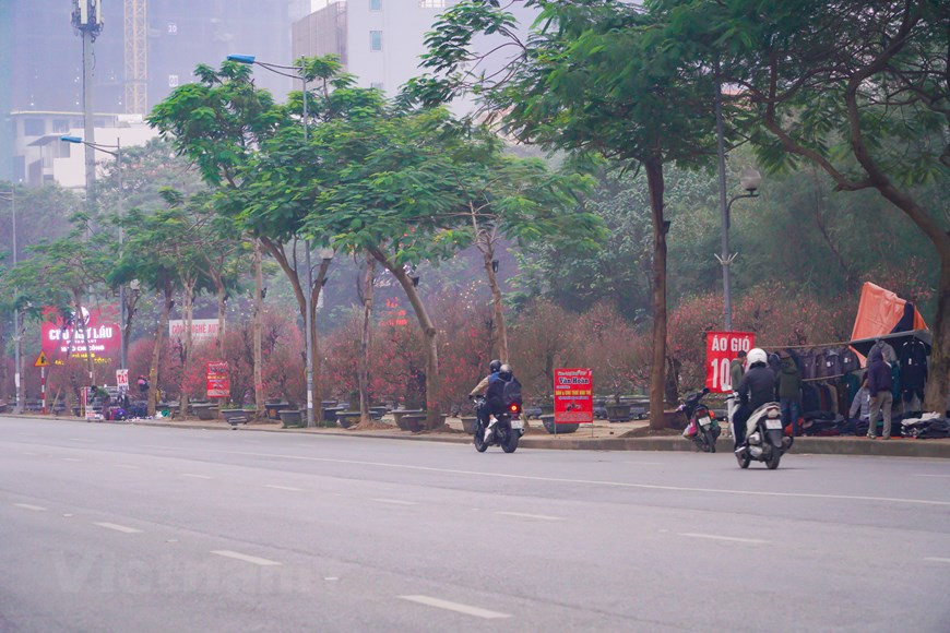 Cada vez que llega el Año Nuevo Lunar, los amantes de Hanoi tienen la oportunidad de contemplar y conocer las particularidades culturales de la capital milenaria, entre ellas el placer de cuidar árboles de melocotón y kumquat. Con muchas hojas verdes y frutos amarillos, el kumquat simboliza la abundancia, promesa y anhelo de un nuevo año próspero y tranquilo con una buena cosecha, un buen trabajo y mucha suerte en los negocios. Desde hace mucho tiempo, el bonsái de kumquat se ha convertido en una característica cultural única de los vietnamitas en ocasión del Año Nuevo Lunar (Tet). Mucha gente en Vietnam bromea diciendo que “si no hay el kumquat o melocotonero en la familia en los días festivos del Tet, se considera que esa familia no tiene el Tet”. (Foto: Minh Hieu/Vietnam+)