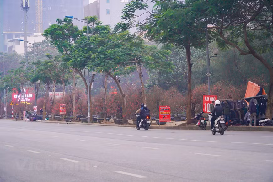 Cada vez que llega el Año Nuevo Lunar, los amantes de Hanoi tienen la oportunidad de contemplar y conocer las particularidades culturales de la capital milenaria, entre ellas el placer de cuidar árboles de melocotón y kumquat. Con muchas hojas verdes y frutos amarillos, el kumquat simboliza la abundancia, promesa y anhelo de un nuevo año próspero y tranquilo con una buena cosecha, un buen trabajo y mucha suerte en los negocios. Desde hace mucho tiempo, el bonsái de kumquat se ha convertido en una característica cultural única de los vietnamitas en ocasión del Año Nuevo Lunar (Tet). Mucha gente en Vietnam bromea diciendo que “si no hay el kumquat o melocotonero en la familia en los días festivos del Tet, se considera que esa familia no tiene el Tet”. (Foto: Minh Hieu/Vietnam+)