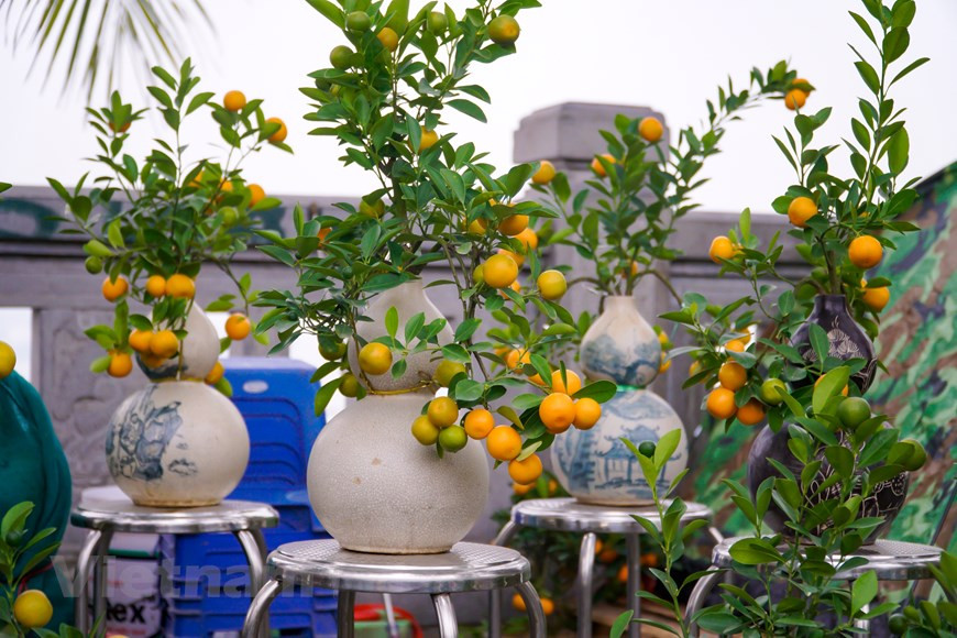 La flor de durazno (o melocotón) es un elemento indispensable de cada familia durante el Tet (Año Nuevo Lunar), gracia a su importancia en la vida espiritual de los vietnamitas. En primer lugar, los melocotones se consideran la quintaesencia de los Cinco Elementos, capaces de ahuyentar a todos los demonios y brindar a las personas una vida pacífica. No solo eso, las flores de durazno también simbolizan la fertilidad. Al decorar la casa con esta flor, todos desean tener un año feliz y próspero. La planta, además, trae una nueva fuente de vitalidad que ayuda a todos los miembros en la familia a gozar de buena salud. La belleza de esta flor simboliza también a las chicas del Norte: dulce, tímida y graciosa. (Foto: Minh Hieu/Vietnam+) 