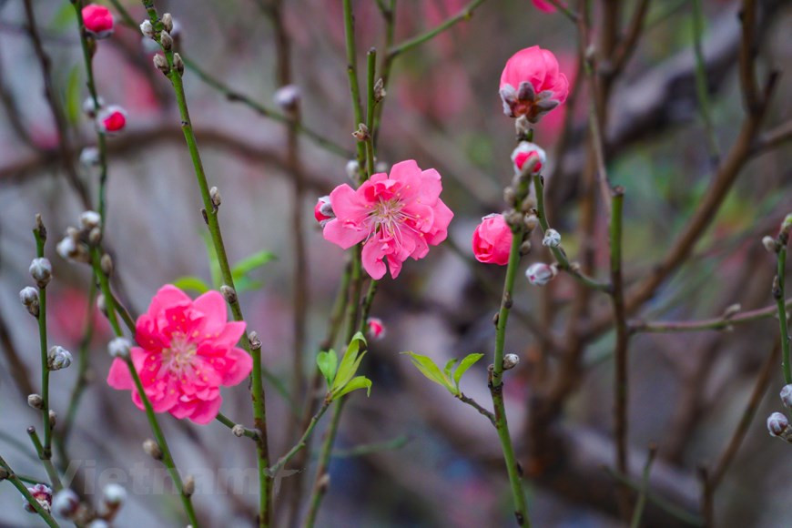 Se puede comprar “dao the” cultivados en forma bonsái, para decorar los pequeños hogares. En contrario, los horticultores también ofrecen grandes árboles, que sirven para las oficinas, casas o espacios de amplia superficie. Especialmente, los “dao the” siempre se desarrollan con árboles antiguos, sin hibridación alguna. Por eso el cultivo y cuidado de esas plantas requieren de los horticultores grandes esfuerzos y técnicas meticulosas, tales como el trasplante, la poda, el alambrado, el pinzado, para generar productos con la mejor forma. Otra opción para los clientes es comprar ramas de melocotonero. Los pequeños ramos se utilizan para decorar el altar durante el Tet, y las grandes ramas brindan la atmósfera de primavera a la casa. Este tipo de producto requiere menos trabajo de los cultivadores.(Foto: Minh Hieu/Vietnam+) 