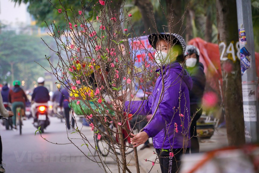 Ubicada en el distrito de Tay Ho, en Hanoi, la aldea de Nhat Tan es considerada uno de los mayores proveedores de flores de metocolón (o durazno) de la capital. Las ramas de durazno de Nhat Tan tienen un precio bastante razonable, dependiendo de su tamaño. Los melocotoneros en macetas a menudo requieren un mayor cuidado y cuestan desde 100 hasta 500 dólares por árbol. En los últimos años, muchas empresas y oficinas suelen alquilar melocotoneros gigantes para decorar el vestíbulo de sus edificios. Al final de las vacaciones del Tet, los productores de duraznos acuden a recoger los árboles para volver a rentarlos al año siguiente. (Foto: Minh Hieu/Vietnam+) 