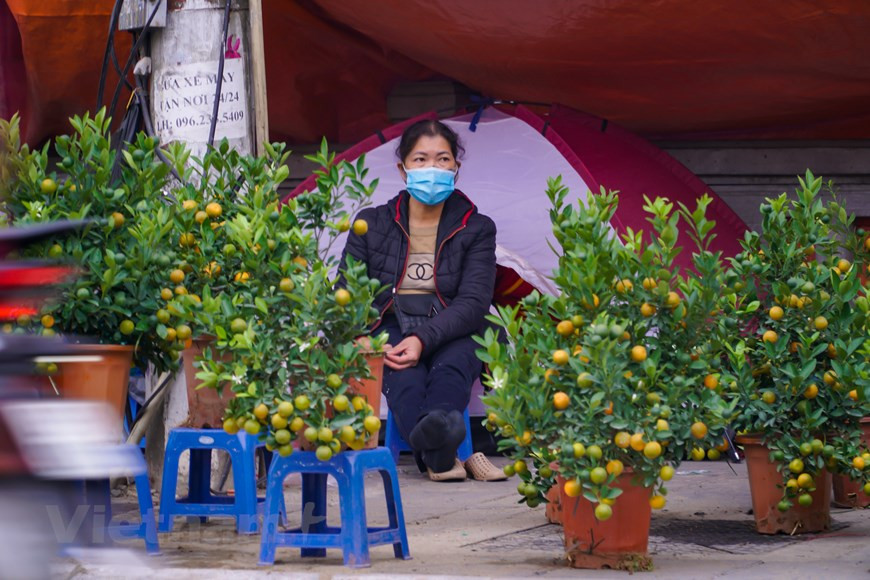 Este año, los árboles de kumquat ornamentales pequeños oscilaron entre 200 mil y 300 mil dong vietnamita (VND)/árbol, mientras los árboles de kumquat con follaje ancho varían entre 700 mil y 800 mil VND/árbol. Los árboles de kumquat grandes tienen precios más altos, desde 1,2 millones hasta cuatro millones de VND/árbol. El mercado de este año fue testigo de muchos árboles de kumquats con formas únicas y extrañas, pero también con compradores exigentes. Según una comerciante en el distrito de Tay Ho, este año llegan pocos clientes a no solo su tienda, sino otras tiendas del mercado de flores también están en la misma situación. (Foto: Minh Hieu/Vietnam+) 