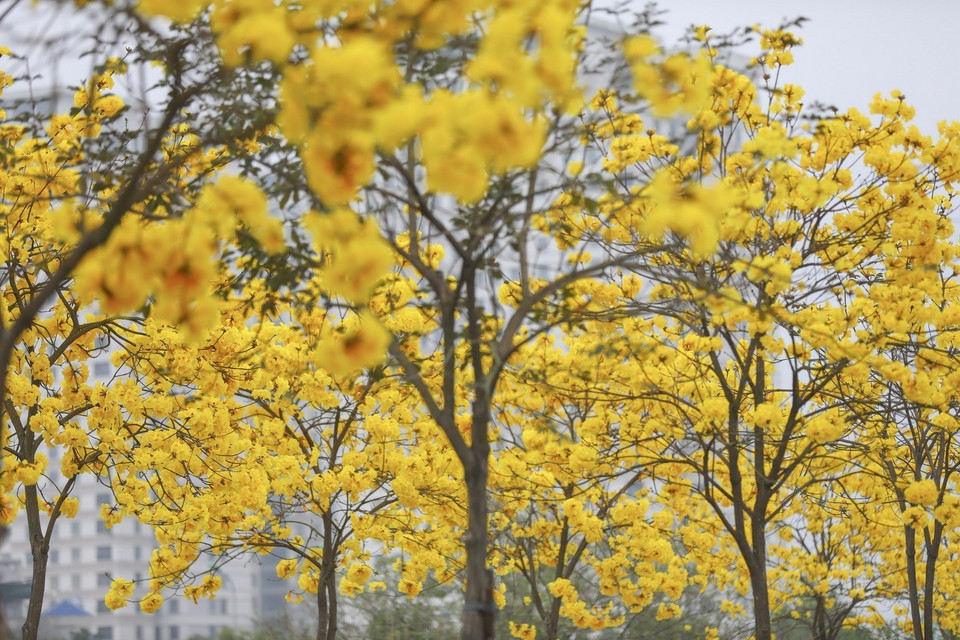 Las flores de arce germinan con un color amarillo brillante. (Foto: VNA)