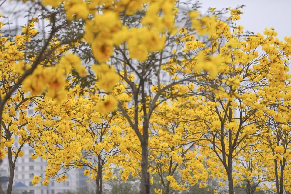 Las flores de arce germinan con un color amarillo brillante. (Foto: VNA)