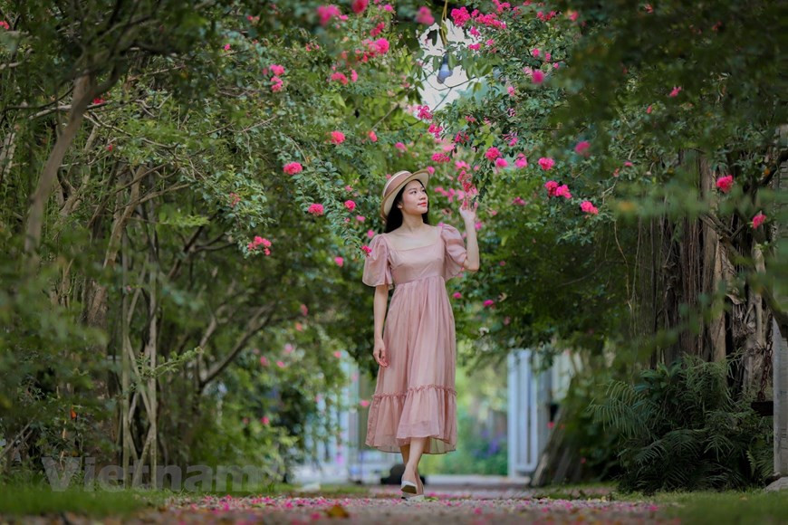 Para deleite de los amantes de la naturaleza, las flores de mirtos de crespón exhiben muchos colores: las rojas significan el deseo de mostrar amor a alguien; las blancas representan el amor puro; mientras que las rosas sugieren una confesión romántica y gentil. El lugar cautiva no solo por su hermosura, sino que al transitar por el camino las personas pueden sentirse tan relajadas como al entrar en un jardín con espacios verdes, tranquilos y frescos junto al cálido sol del verano. Durante los días calurosos en Hanoi, al acudir a este jardín, los visitantes obtienen más que una sombra fresca muy necesaria contra el sol abrasador, una experiencia única para tomar bellas fotos. (Foto: Minh Hieu/Vietnam+)