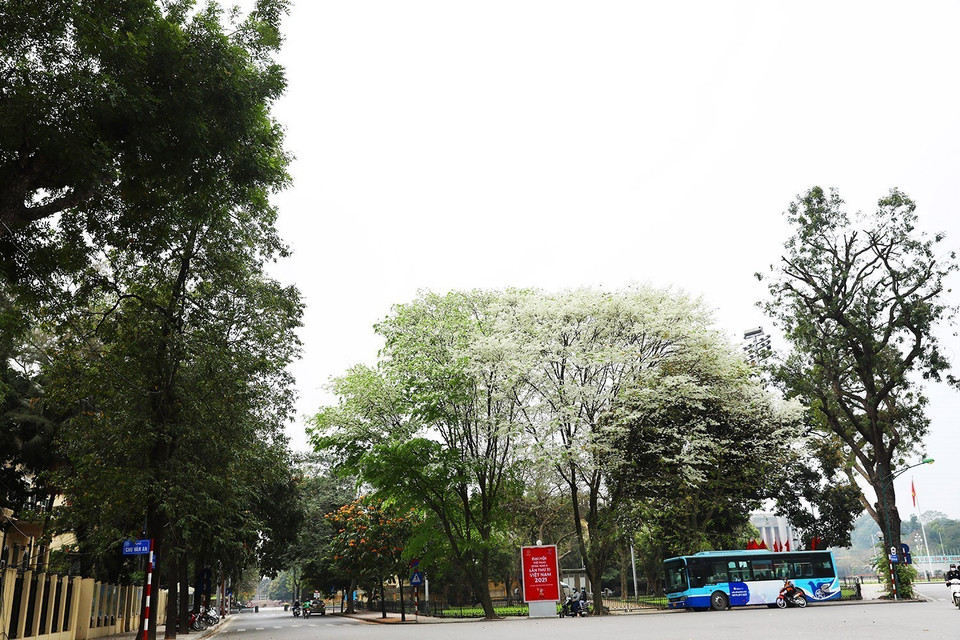 Las flores de alstonia scholaris brotan en una esquina de Hanoi. (Foto: VNA)