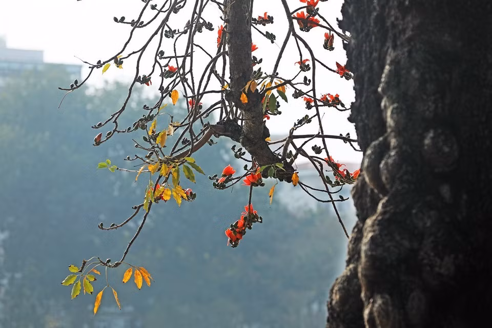 En la etapa de floración, las flores de la ceiba semejan pequeños focos de fuego en el céntrico lago Hoan Kiem, atrayendo siempre la atención de muchas personas. (Foto: VNA)