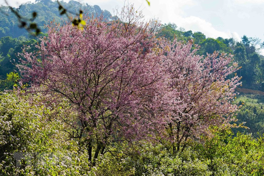Florecen en la comuna de Muong Phang, ciudad de Dien Bien Phu. (Foto: VNA)