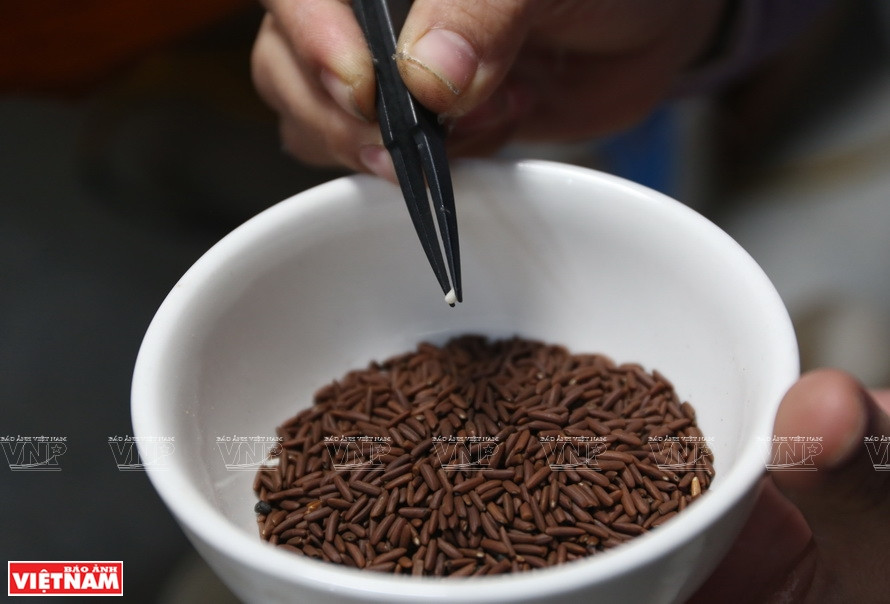El arroz después de tostarse se clasificará en categorías. (Foto: Revista Vietnam)