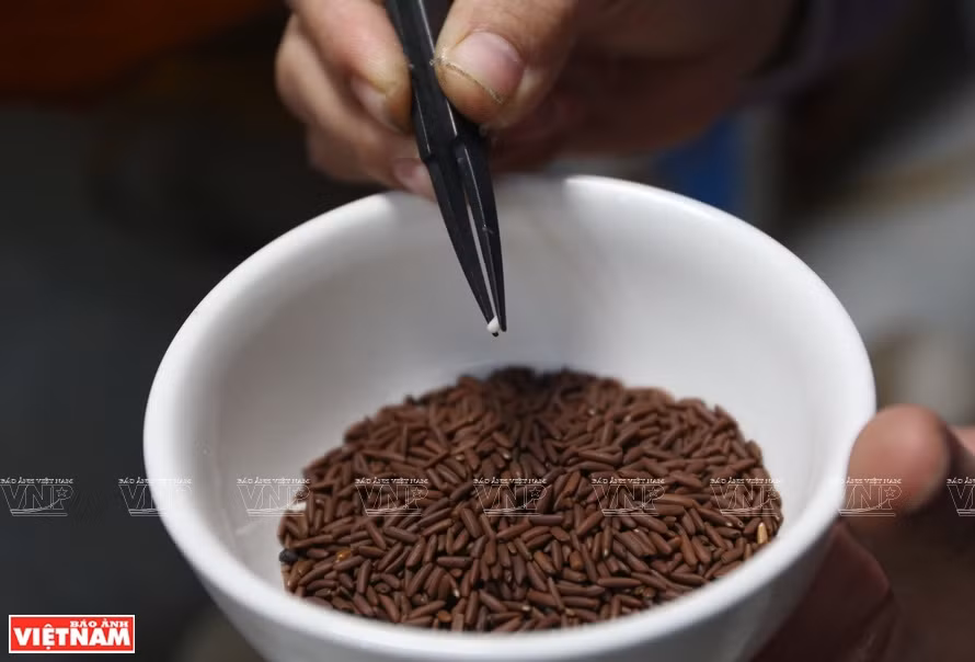 El arroz después de tostarse se clasificará en categorías. (Foto: Revista Vietnam)