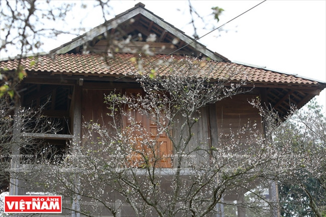 Desde lejos las casas sobre pilares de los Thai se ven como tortugas con seguridad y firmeza. Cada vivienda con piso de madera cuenta con cientos años de construcción (Fuente: VNA) 