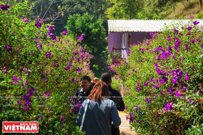 Una senda muy romántica, embellecida por las flores purpuras pequeñitas. 