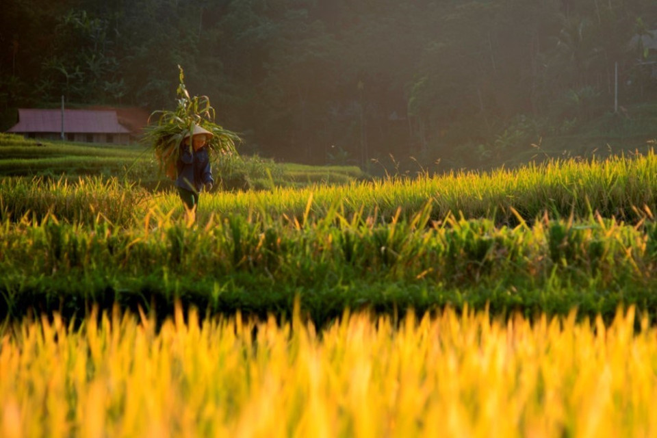 Nang som tren canh dong Ta Pa (Amanecer en el campo Ta Pa) por Mai Thanh Chuong (Fuente: Junta organizadora) 
