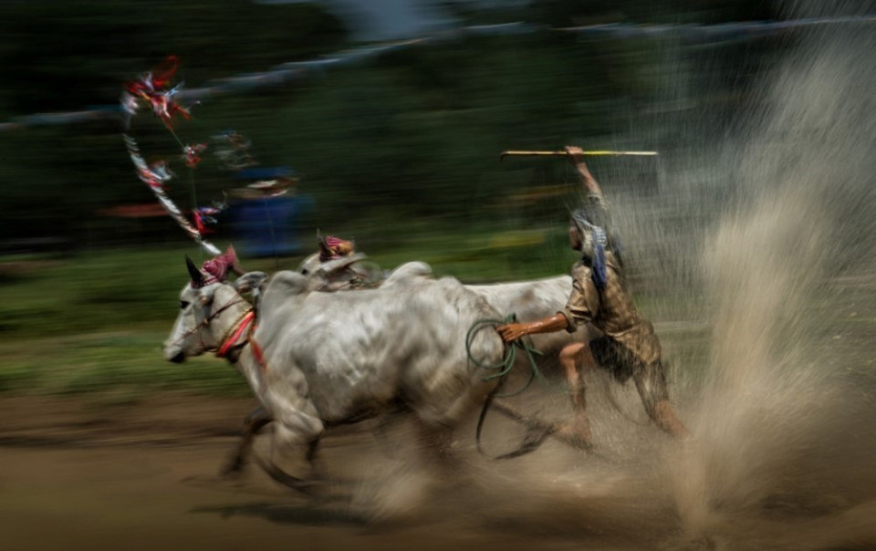 Ve Dich (Final) de Nguyen Ngoc Hoa captura un momento impresionante en una carrera de toros de personas de etnia Khmer (Fuente: Junta organizadora)