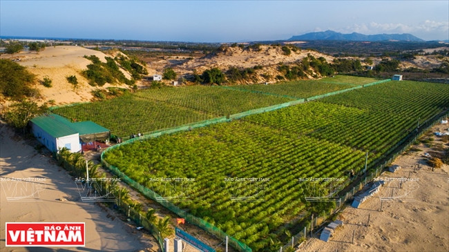  Granja de dos hectáreas que cultiva espárragos bajo los estándares VietGAP de la compañía Linh Dan, en distrito de Ninh Phuoc. Fuente:VNA
