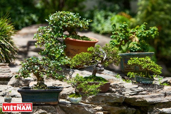 El ajuste de los detalles de los árboles también toma mucho tiempo. (Fuente: VNA)