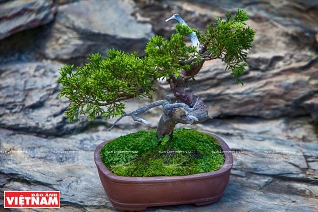 Los minibonsáis se cultivan en macetas pequeñas con una altura máxima de 15 cm desde las raíces hasta la parte superior. (Fuente: VNA)