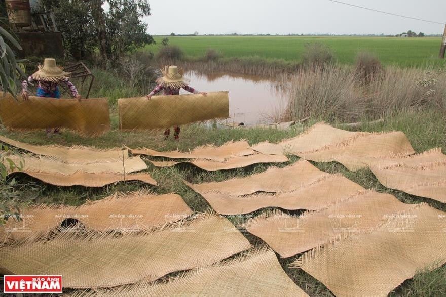 Las hojas secas de juncia gris se tejen en esteras grandes y se secan al aire libre nuevamente. (Foto: VNA)