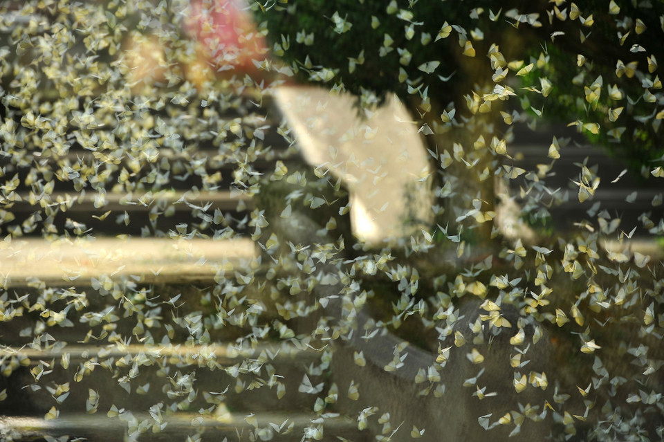 El parque nacional Cuc Phuong dispone de una rica flora y fauna que se caracteriza por las selvas tropicales. (Fuente: VNA)