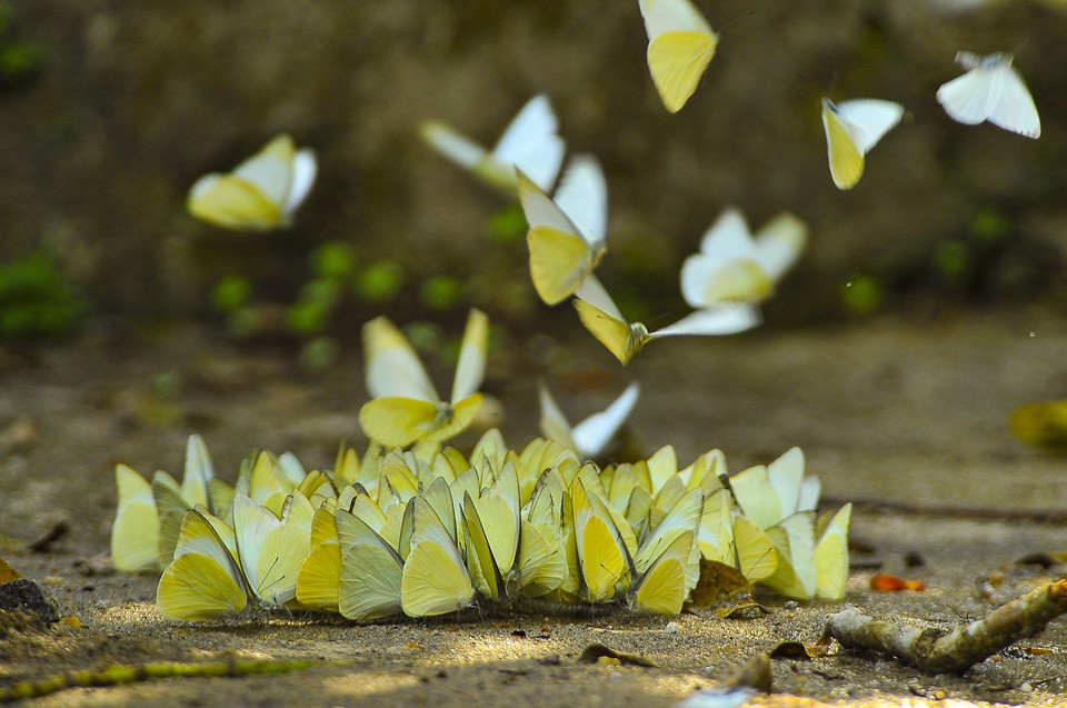 Con más de 400 especies, el número de las mariposas llega hasta millones en Cuc Phuong. (Fuente: VNA)