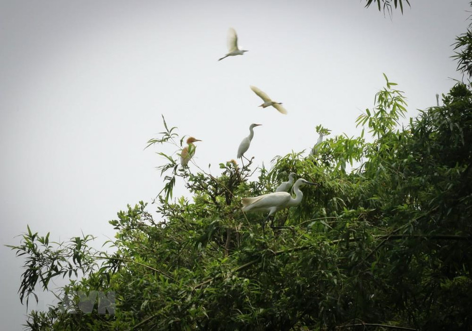 Tras 18 años de fundación, se registran en el parque 70 especies típicas de humedales, muchas de las cuales están en riesgo de extinción. (Fuente: VNA)