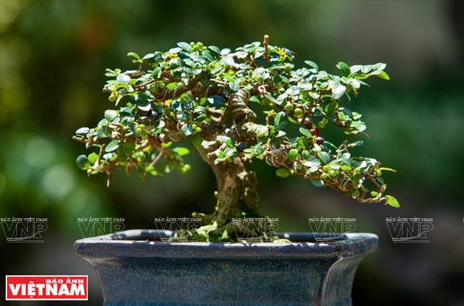 Los minibonsáis se cultivan en macetas pequeñas con una altura máxima de 15 cm desde las raíces hasta la parte superior. (Fuente: VNA)