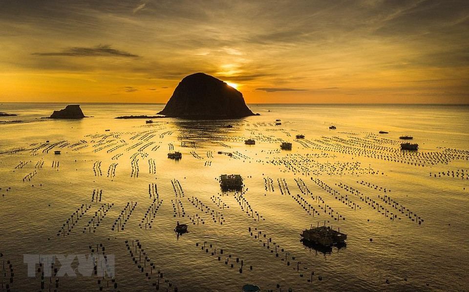 El cultivo de langostas requiere una importante inversión y atención. (Fuente: VNA)