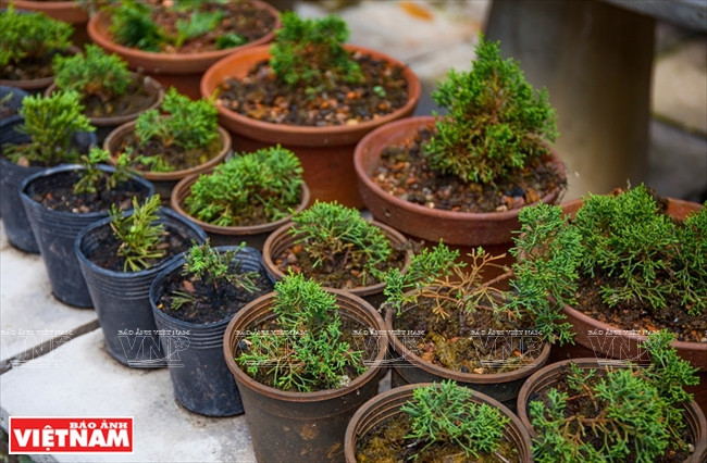 Se tarda de tres a siete años en cultivar y dar forma a un bonsái. (Fuente: VNA)