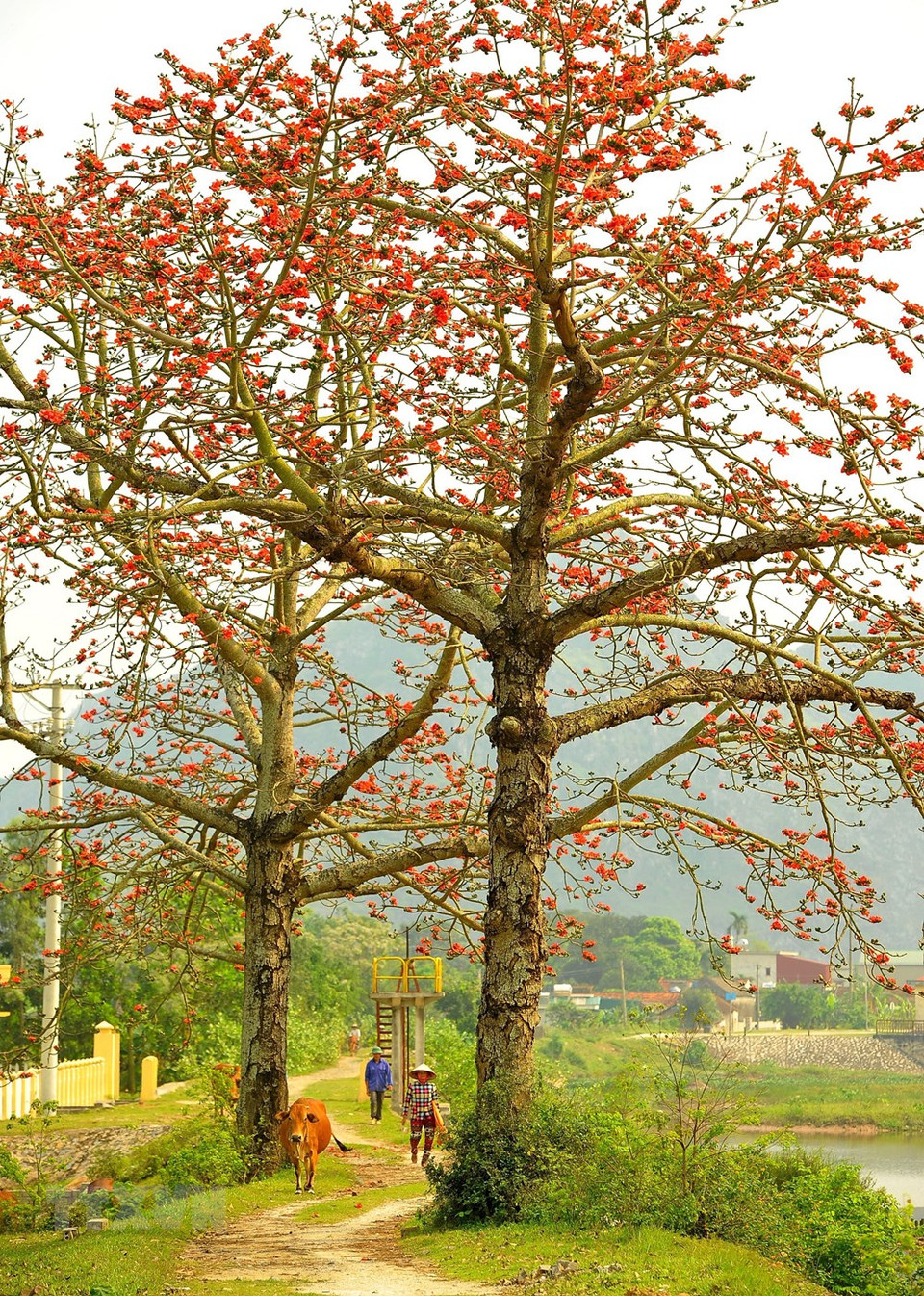 La floración de Bambax ceiba es el signo del culmino de la estación del frío en el norte de Vietnam. (Fuente: VNA)