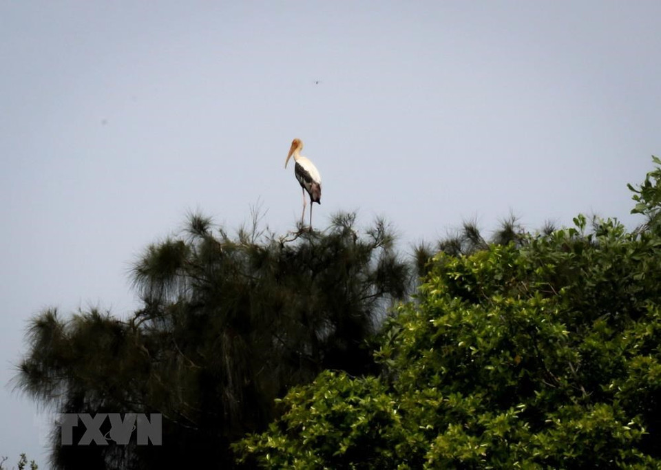 Numerosas especies valiosas están conservando en el Parque de preservación Dong Thap Muoi. (Fuente: VNA)