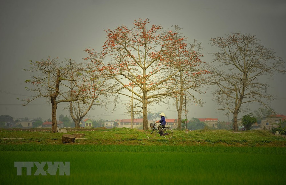 El Bombax ceiba es un árbol de clima tropical, que posee un tronco recto y esbelto. Poseen hojas caducas que las pierden en invierno. Flores rojas con 5 pétalos, que aparecen en la primavera, antes de que salgan las hojas. (Fuente: VNA)