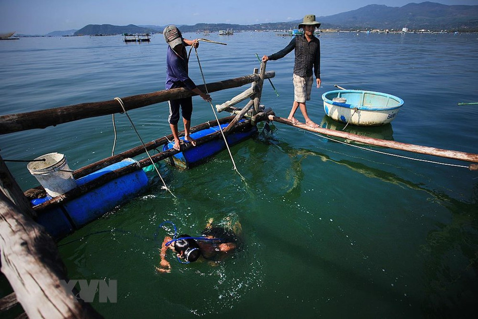 Los acuicultores en el golfo Xuan Dai en la temporada de cosecha. (Fuente: VNA)