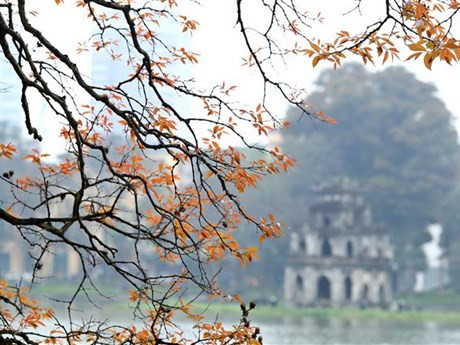 El lagerstroemia es conocido como Bang Lang en el idioma vietnamita. (Foto: VNA)