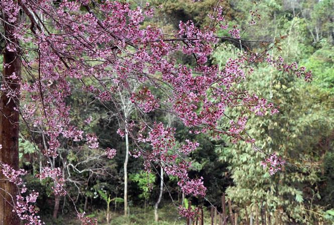 Toda la región montañosa de Dien Bien se viste de un bello color rosado (Fuente: VNA)