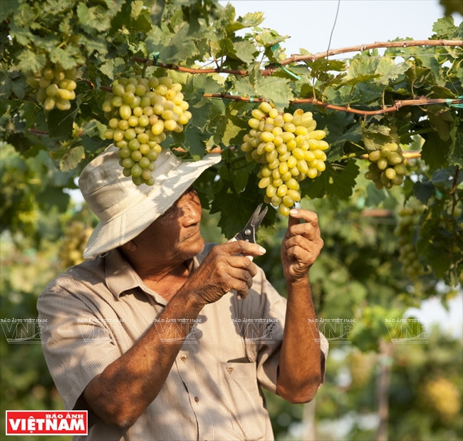 Nguyen Van Moi, dueño de la granja Ba Moi en Ninh Thuan. Fuente:VNA