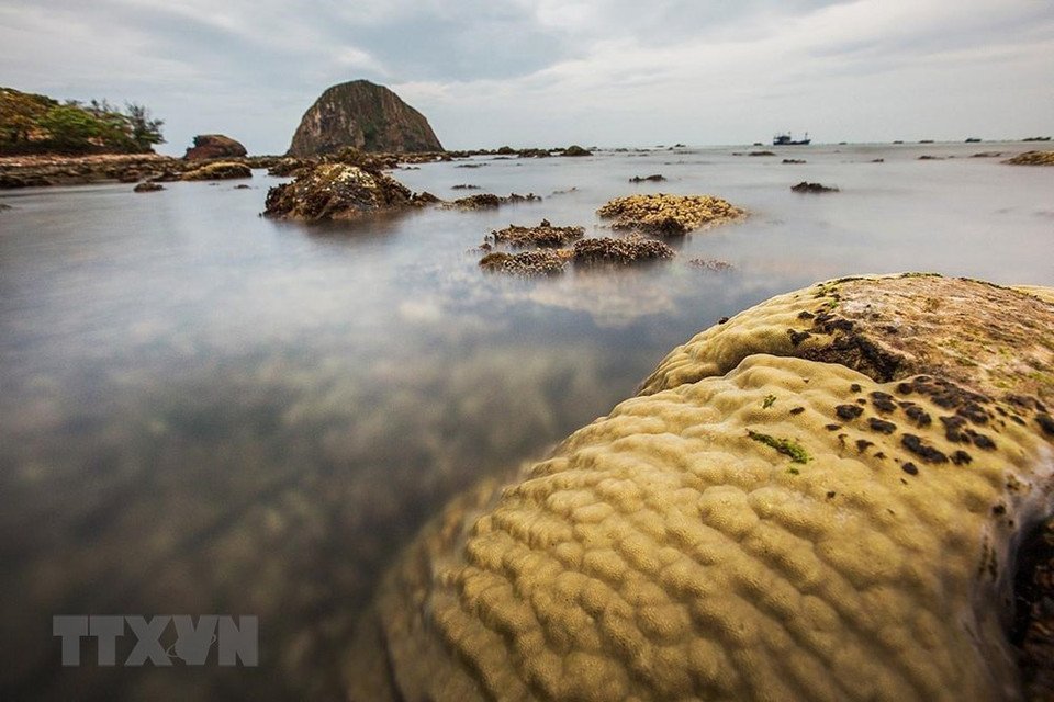 En la tarde con el marea baja, los arrecifes de coral aparecen en la superficie del agua. (Fuente: VNA)